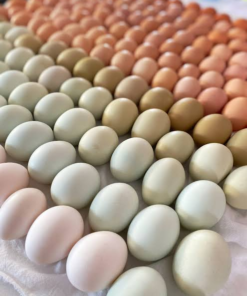 Fresh Farm Eggs